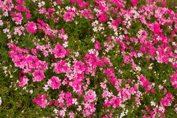 Лишайник рожеві квіти фону — стокове фото