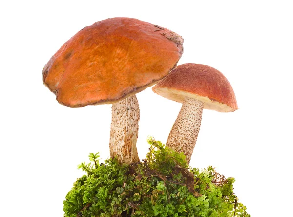 Orange-cap boletus in moss — Stock Photo, Image