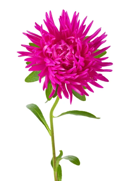 Kwiat różowy aster — Zdjęcie stockowe