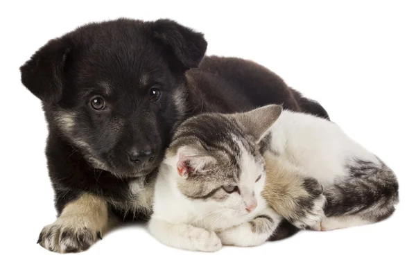 Puppy en kat — Stockfoto