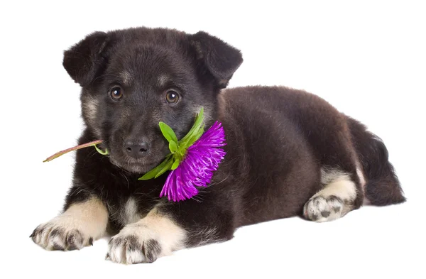 Cachorro sosteniendo flor —  Fotos de Stock
