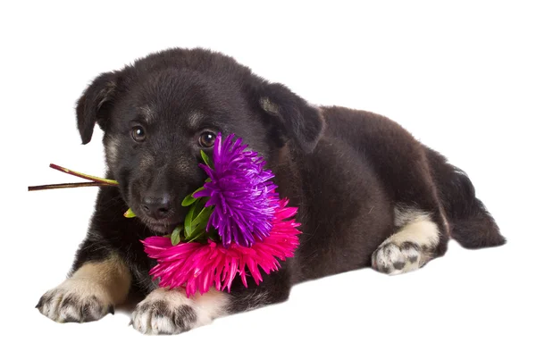 Cucciolo con fiori in mano — Foto Stock