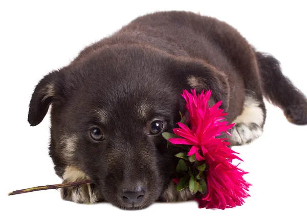 Cucciolo che tiene fiore — Foto Stock