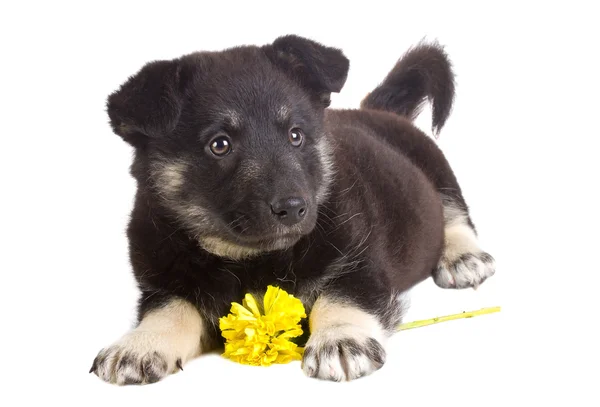 Puppy with flower — Stock Photo, Image