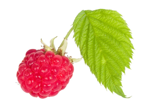 Ripe raspberry with leaves — Zdjęcie stockowe