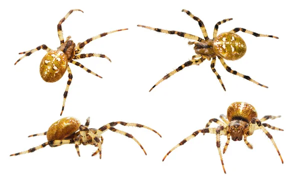 Коллекция пауков — стоковое фото