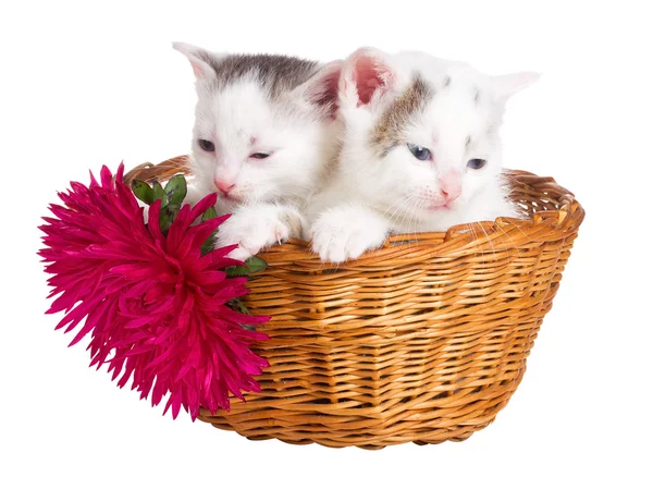 Двоє кошенят сидять у кошику — стокове фото