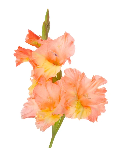 Våt gladiolus blomma — Stockfoto