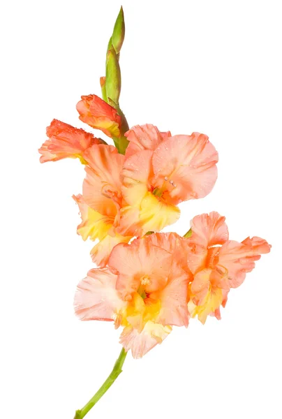Мокрый цветок гладиолуса — стоковое фото