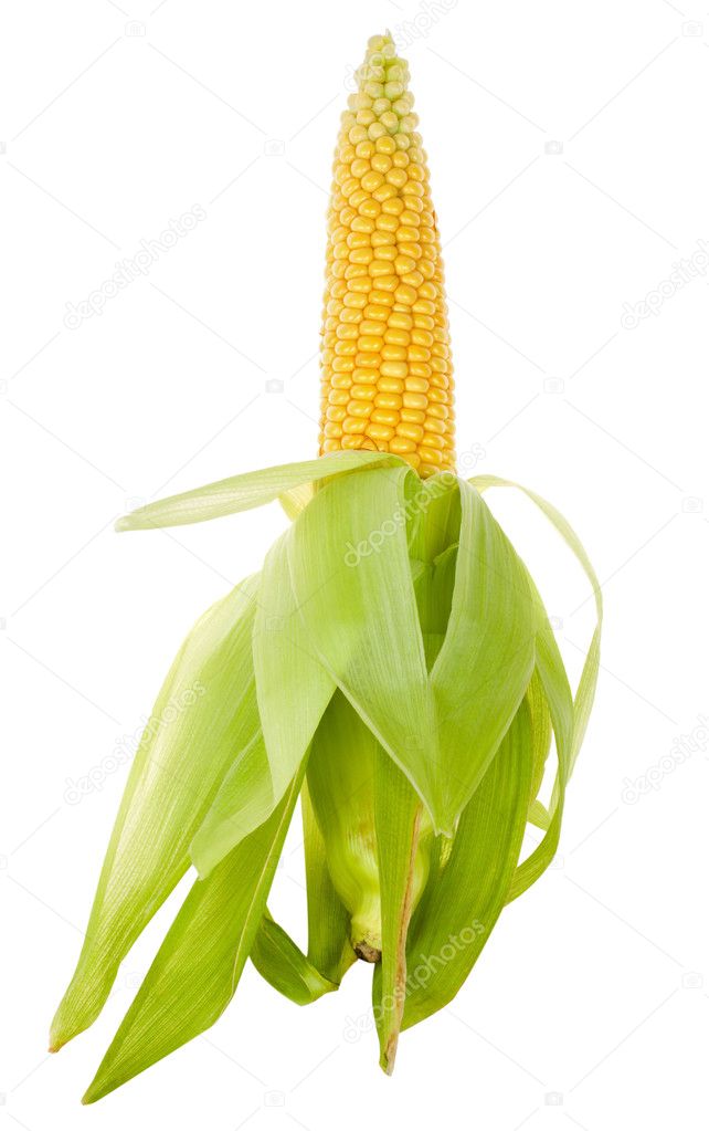 Close-up ripe corn
