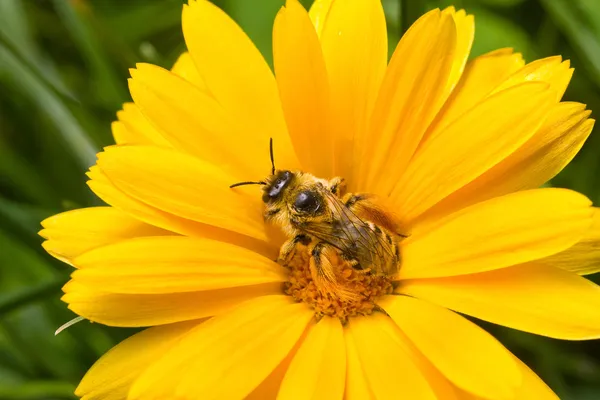 黄花上的大黄蜂 — 图库照片