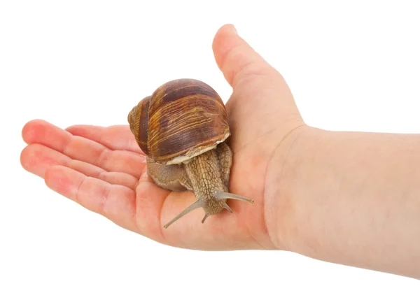 Snail in hand — Stock Photo, Image