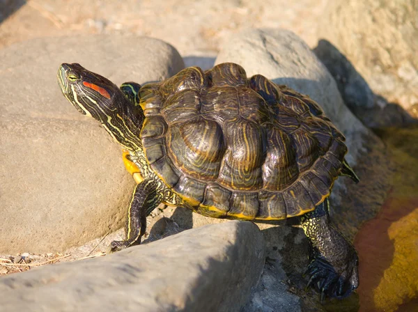 坐在石头上的乌龟 — 图库照片