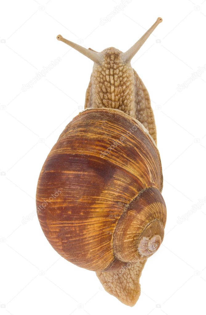Snail, view from above