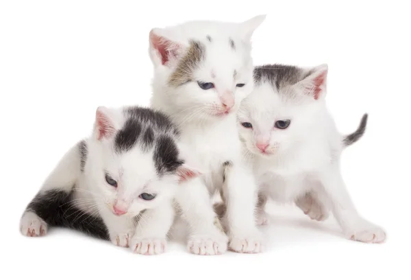 Gatitos blancos y negros — Foto de Stock