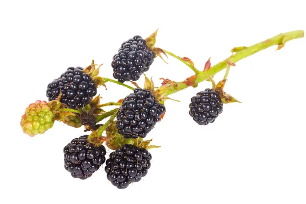 Blackberry branch — Stock Photo, Image