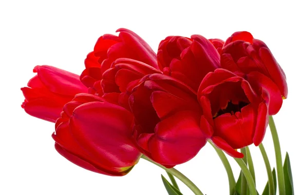 Rode tulpen boeket — Stockfoto