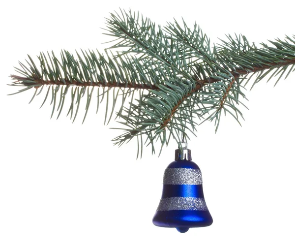 Blue bell on fir branch — Stock Photo, Image