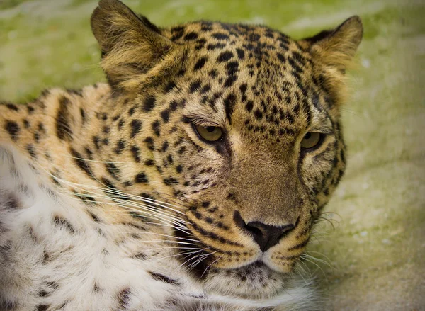 Close-up leopard — Stock Photo, Image