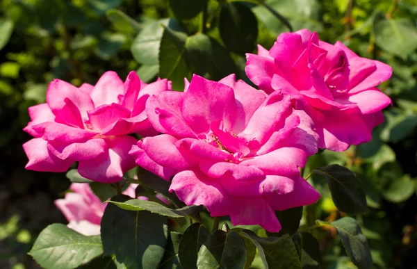 三个美丽的粉红色玫瑰 — 图库照片