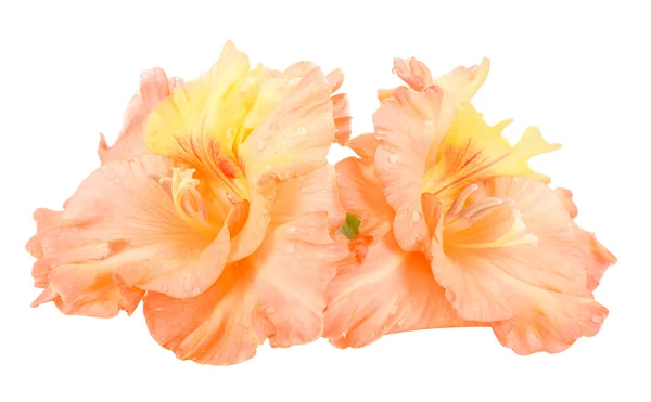 Flores húmedas de gladiolo — Foto de Stock