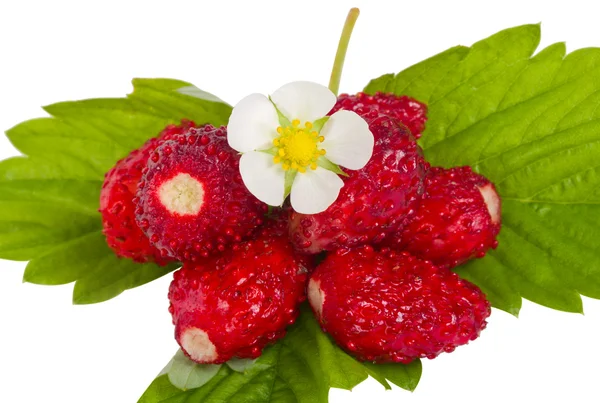 stock image Wild strawberries with flower and leaves