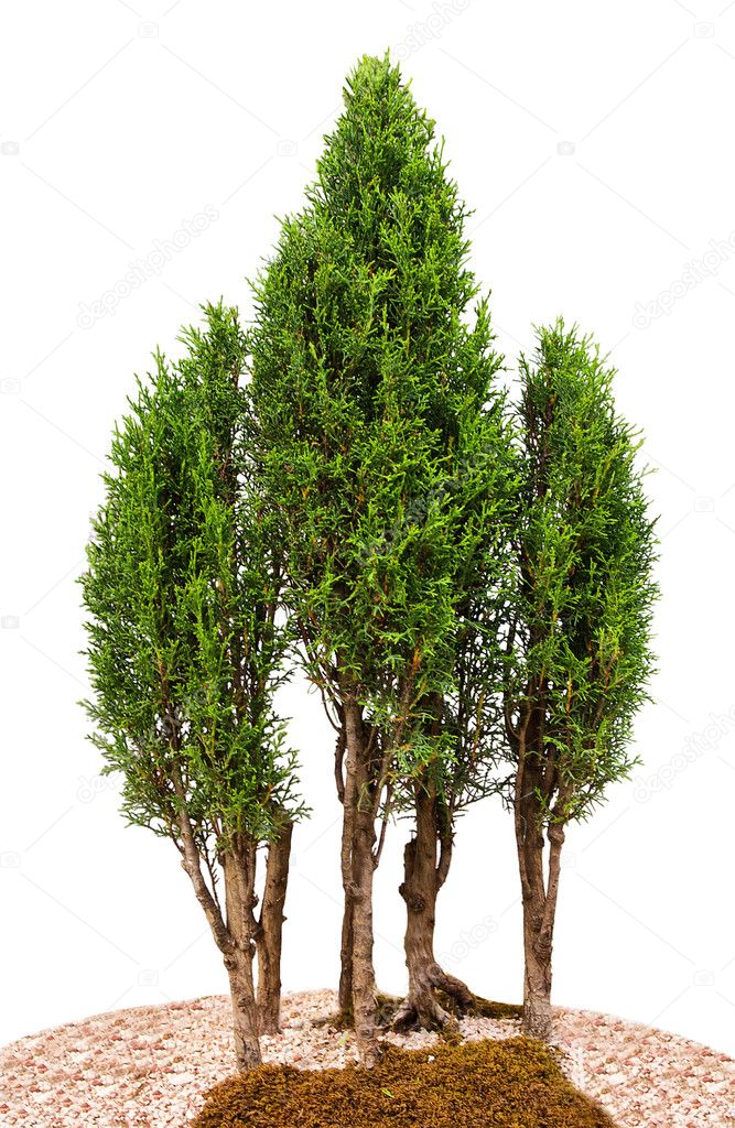 Close-up cypress trees