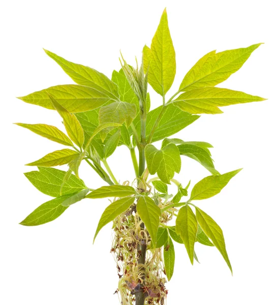 Foglie d'acero con foglie di frassino — Foto Stock