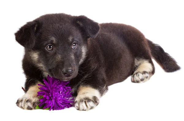 Cachorro com flor — Fotografia de Stock