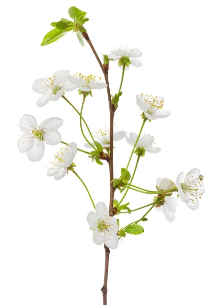 Floreciente rama de cerezo — Foto de Stock