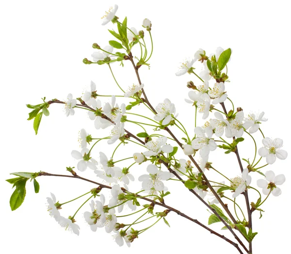 Kvetoucí třešňové větve — Stock fotografie