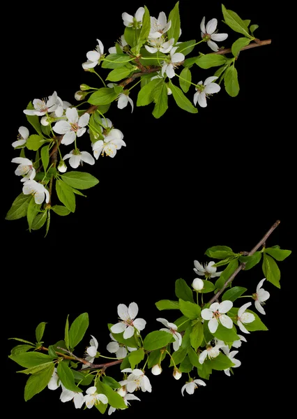 Каркас з квітучих гілок сливи — стокове фото
