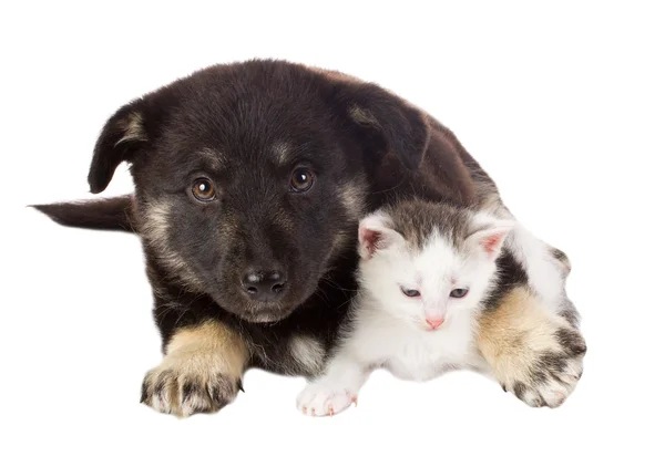 子犬と猫 — ストック写真