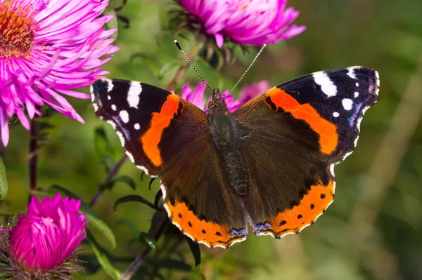 Malované lady motýl na květině — Stock fotografie