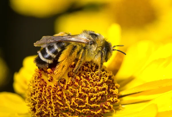 Bumblebee on flower — Stock Photo, Image