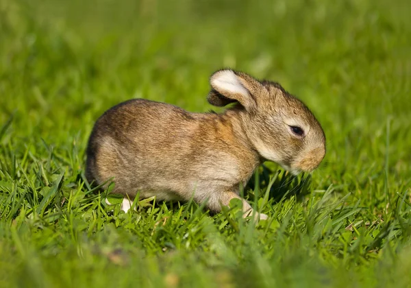 Grå kanin – stockfoto