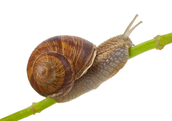 Snail creeping on stem — Stock Photo, Image