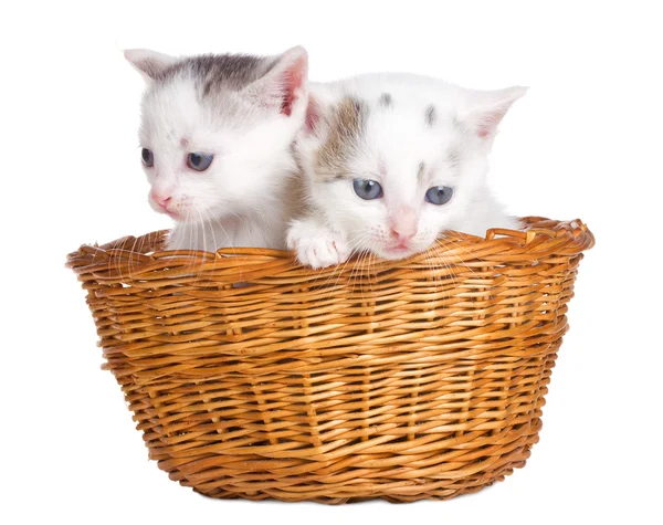 Twee kittens zitten in de mand — Stockfoto