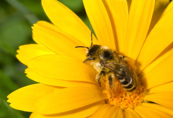 Bumblebee em flor amarela — Fotografia de Stock