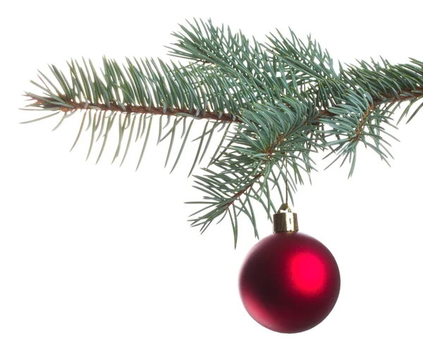 Red christmas ball on fir branch — Stock Photo, Image