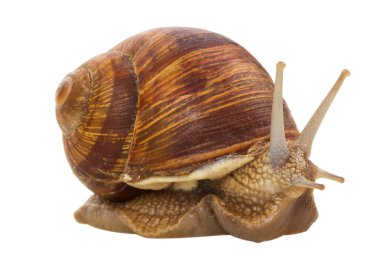 Big snail clipart