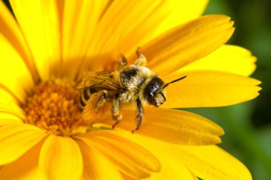 Sarı çiçekte yaban arısı