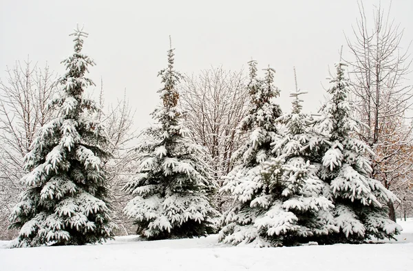 Fir tree in sneeuw — Stockfoto