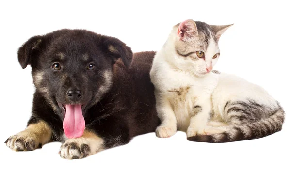 Kedi ve köpek yavrusu oturan — Stok fotoğraf