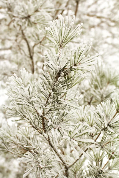 Yakın çekim hoar frost ile çam dalı — Stok fotoğraf