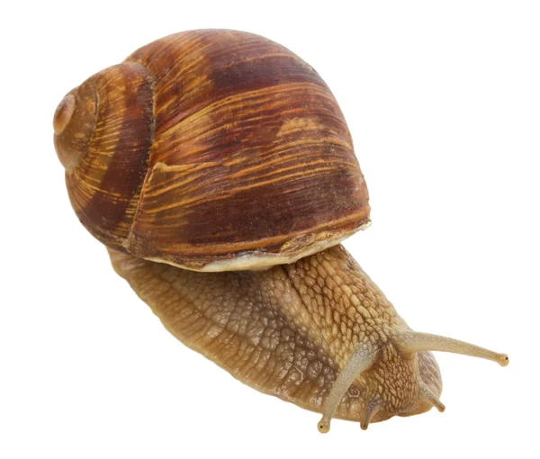 Close-up snail — Stock Photo, Image
