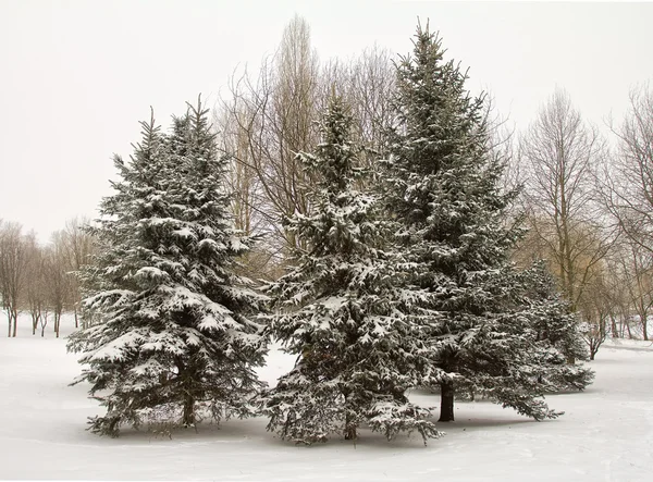 在雪中的杉木树 — 图库照片