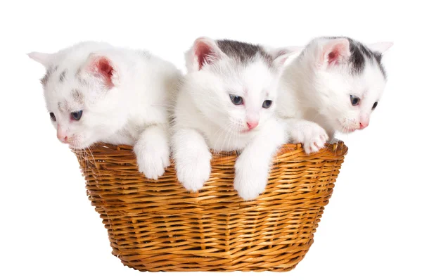 Tre kattungar sitter i korg — Stockfoto