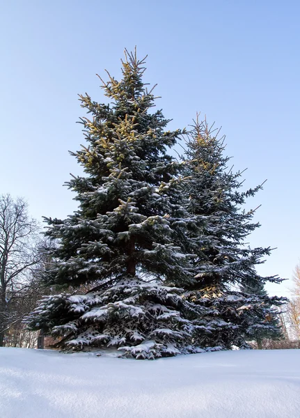 Karla kaplı çam ağacı — Stok fotoğraf