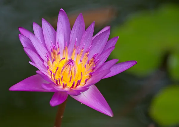 Lotus violet — Photo